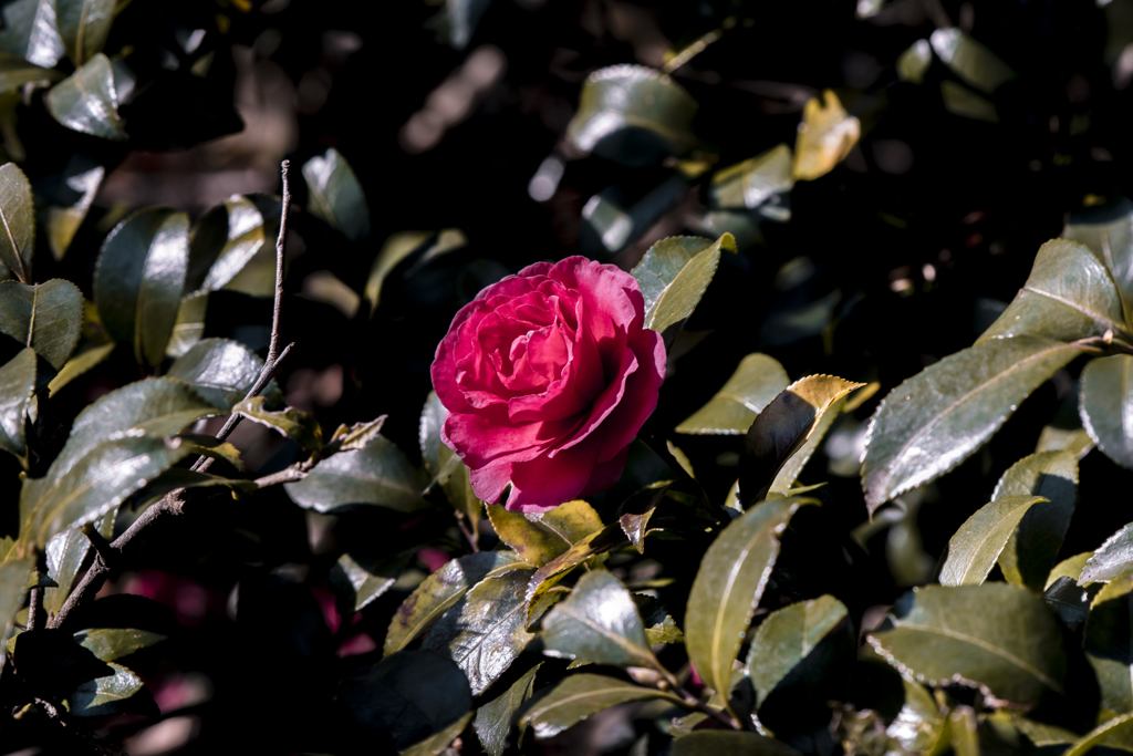 山茶花