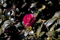 山茶花
