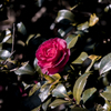 山茶花