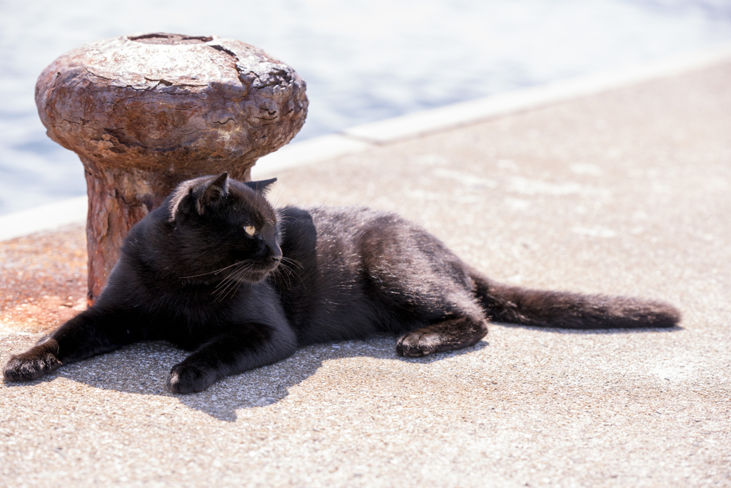 相島の猫⑩