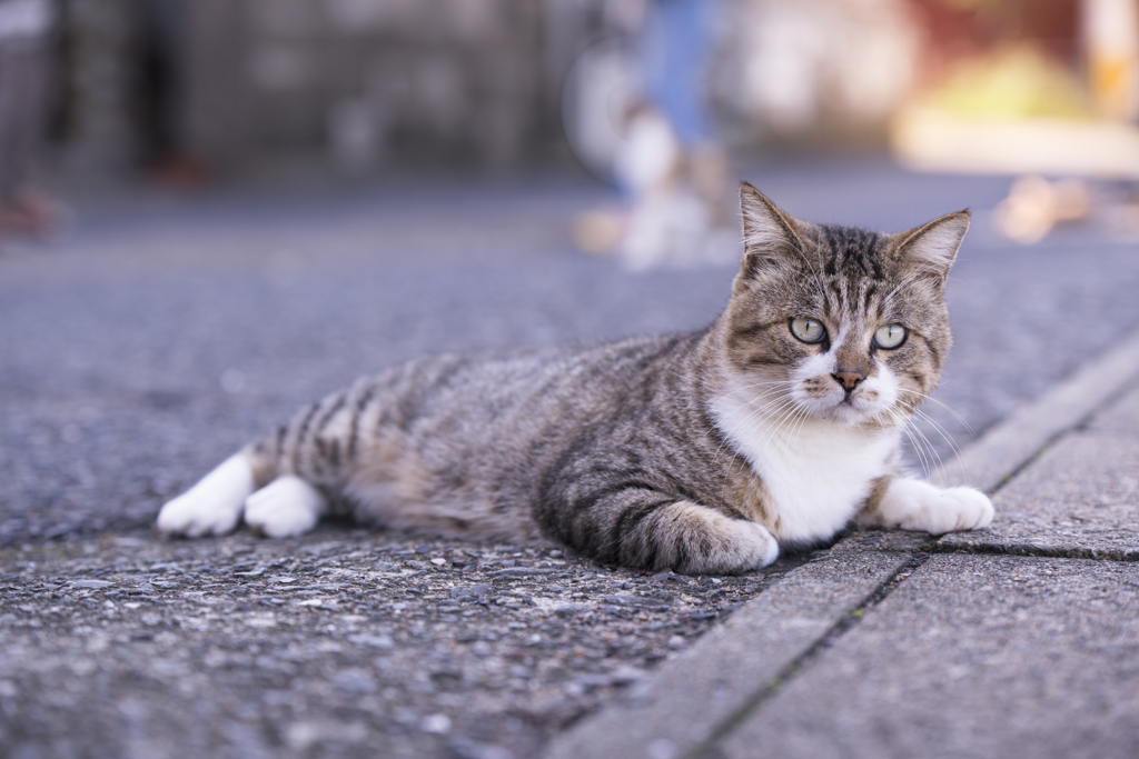 相島の猫㉕