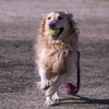 The Running Golden Retriever⑫