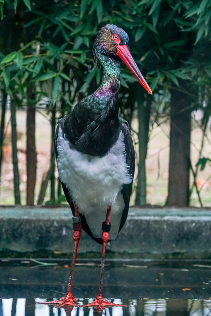 Colorful Neck