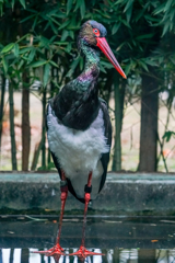 Colorful Neck