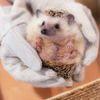 ハリネズミ⑥