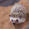 ハリネズミ⑩