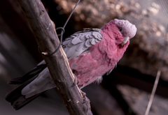 モモイロインコ②