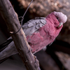 モモイロインコ②
