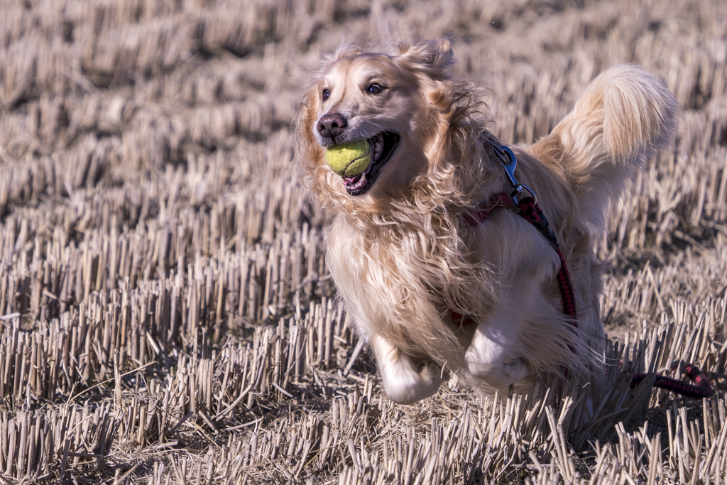 The Running Golden Retriever①