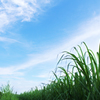 さとうきび畑　夏の風景