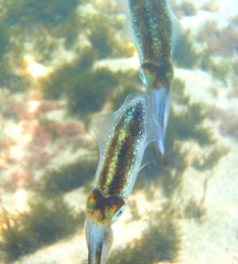 海水浴場にて