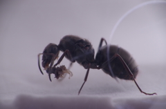 閲覧注意