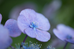 花は真ん中だけだって君が言うから