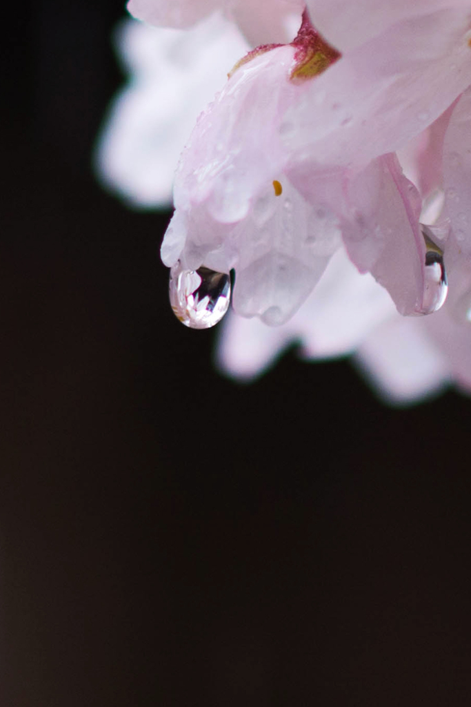 桜雨