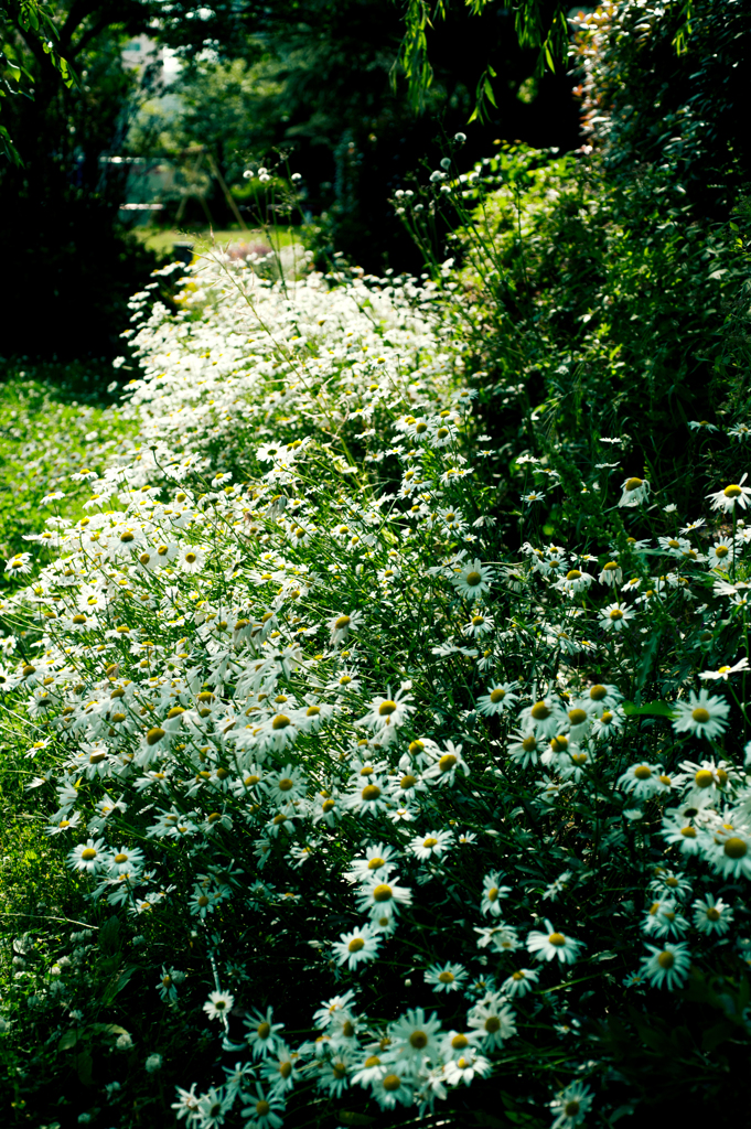 ひっそりとにぎやかに