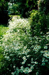 ひっそりとにぎやかに