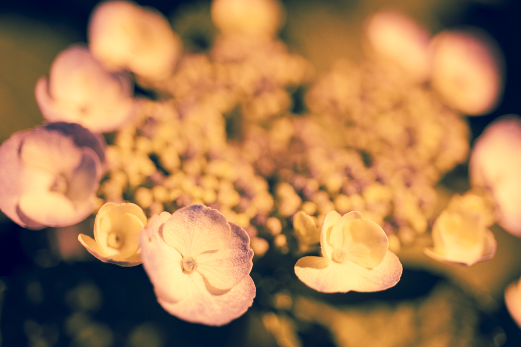 夜紫陽花