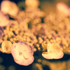 夜紫陽花