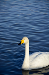 一人静　－ひとりしずか－