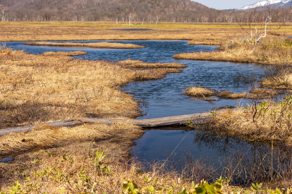 朽ちて�ゆく木道