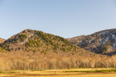 尾瀬の夕暮れ　白樺