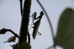 IMG_3891