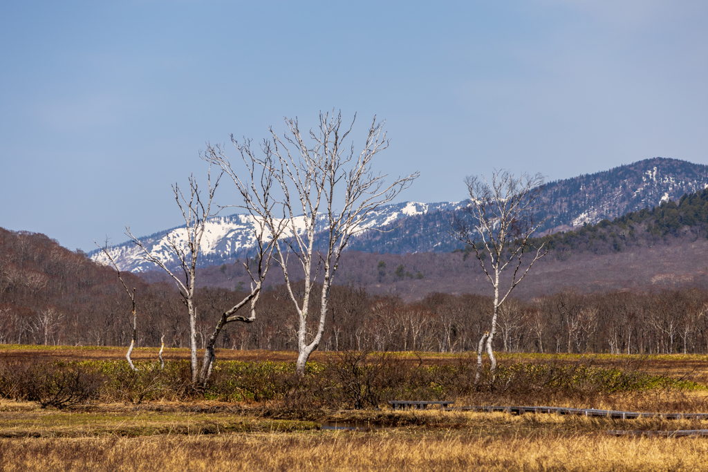 冬を越えた白樺の木