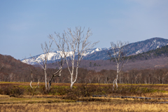 冬を越えた白樺の木