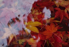 水中紅葉 1