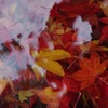水中紅葉 1