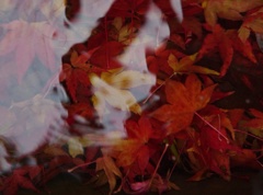 水中紅葉 2