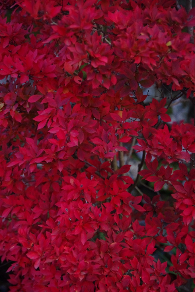 紅