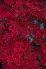 紅