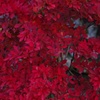 紅