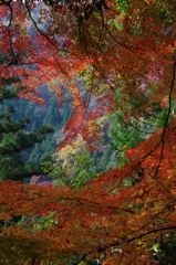 野生の紅 1