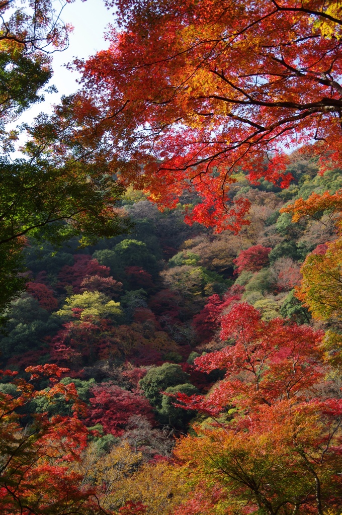 野生の紅 2