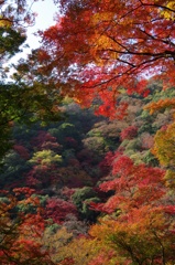 野生の紅 2