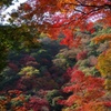 野生の紅 2