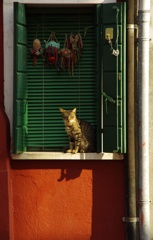 ブラーノ島の猫