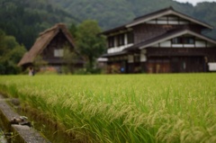 秋の