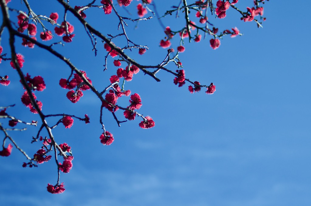 紅梅空