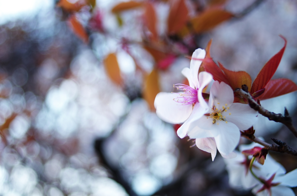 桜暈け