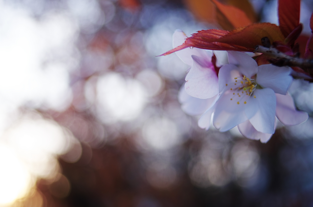 桜越しの夕焼け