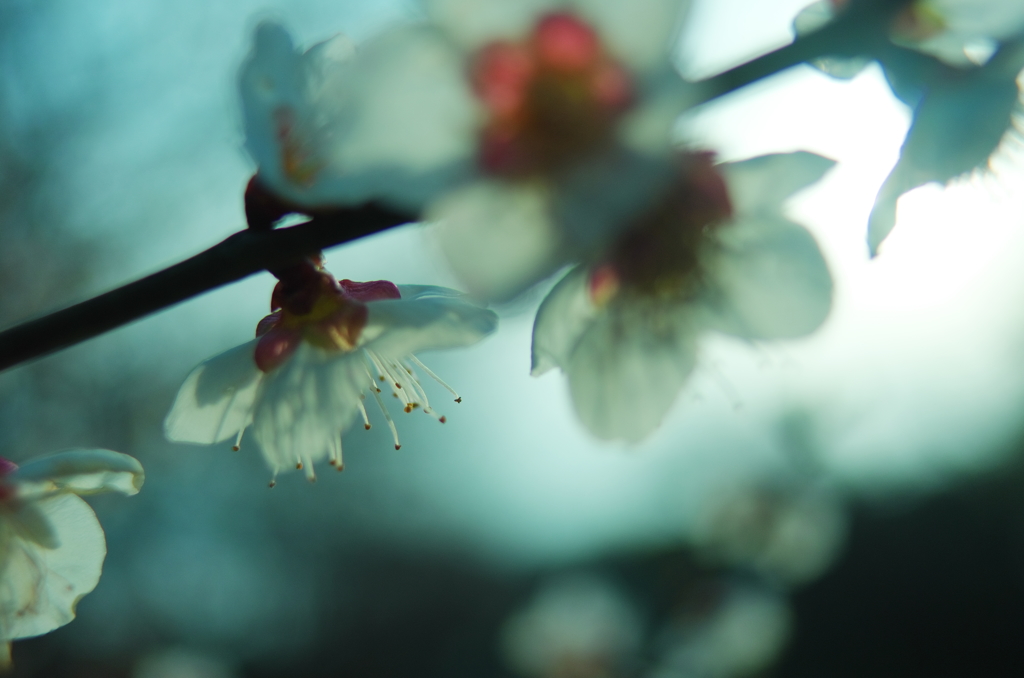 梅花