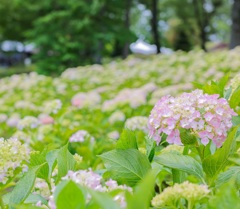 淡い広がり