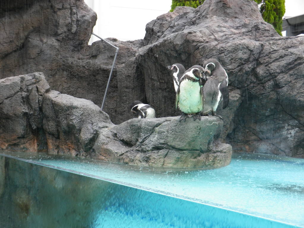 IMGP0538