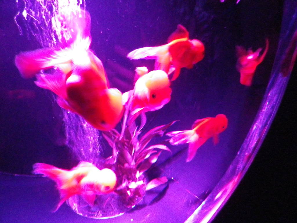 IMGP0469