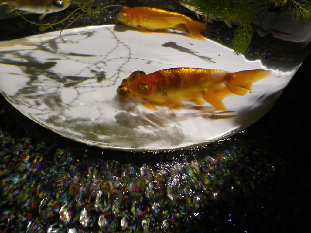 IMGP0359