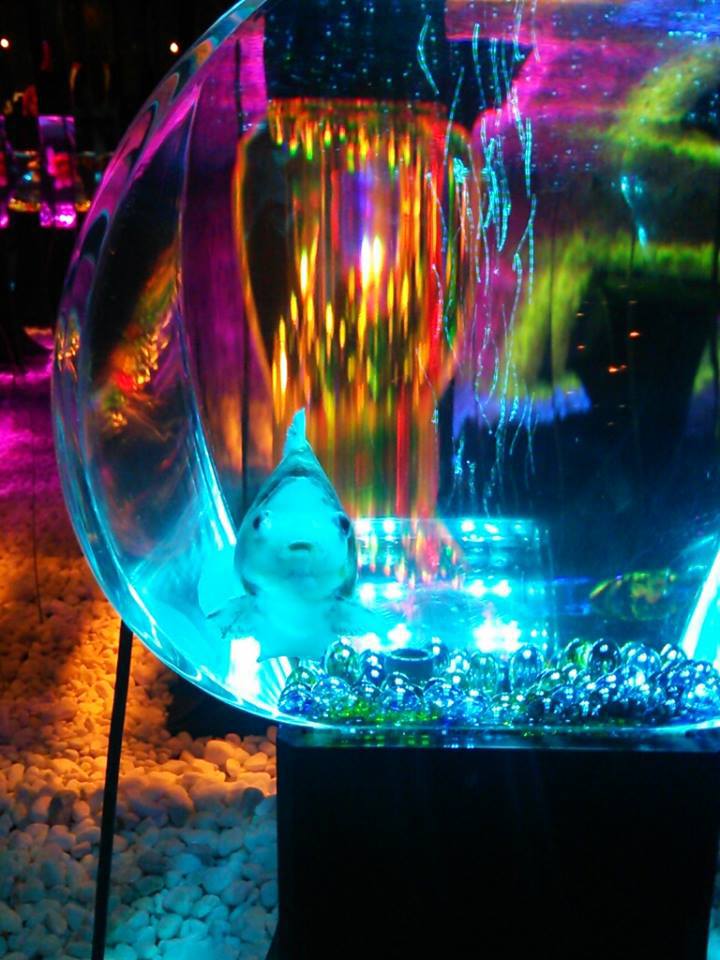 10530744_620797388027947_901461691728430