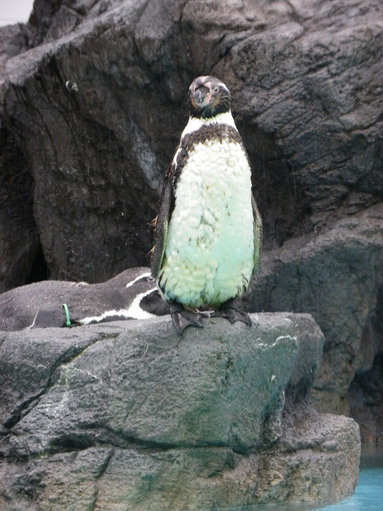 IMGP0529